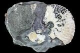 Discoscaphites Gulosus Ammonite With Gastropods - South Dakota #110582-1